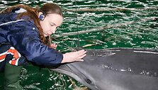 Pirmieji i&scaron;&scaron;ifruoti delfinų garsai, dar kartą įrodė, jog &scaron;ie gyvūnai &ndash; auk&scaron;to intelekto ir motyvuoti. Jų &bdquo;kalbą&ldquo; sudaro trumpi, daugiausiai dviejų žodžių sakiniai: &bdquo;Noriu žuvies&ldquo;, &bdquo;Noriu miego&ldquo;, &bdquo;Nenoriu žaisti&ldquo; ir pan.