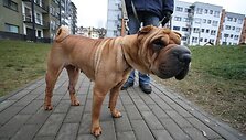 Vilniaus miesto tarybai siūloma su&scaron;velninti Gyvūnų auginimo ir laikymo taisykles: leisti &scaron;unis vedžioti parke, keturkojams, i&scaron;laikiusiems socializacijos testą, nene&scaron;ioti antsnukio.