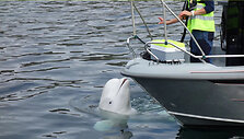 Baltasis delfinas (angl. beluga whale) Hvaldimiras, kadaise laikytas Rusijos &bdquo;&scaron;nipu&ldquo;, vėliau tapęs Norvegijos pensininku, rastas negyvas.