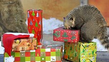 Ilganosis me&scaron;kėnas zoologijos sode i&scaron;pakuoja jam skirtas dovanas. 