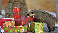 Ilganosis me&scaron;kėnas zoologijos sode i&scaron;pakuoja jam skirtas dovanas. 
