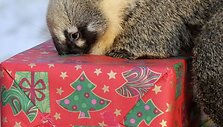 Ilganosis me&scaron;kėnas zoologijos sode i&scaron;pakuoja jam skirtas dovanas. 