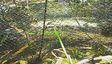 Vietoj pauk&scaron;čių fotografijos &ndash; žuvų gelbėjimo operacija.