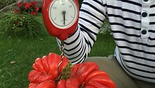 Vilnietis Petras užaugino pomidorą-gigantą, sveriantį 1,5 kilogramo.