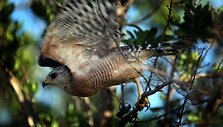 Everglades parkas, Florida