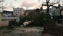 Nuvirtusi Kalėdų eglė