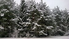 Pasaki&scaron;kas žiemos veidas