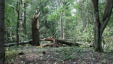 Kauną nusiaubė naktinis &scaron;kvalas.