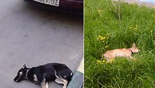 Maskvoje desantininkas i&scaron; 11 auk&scaron;to i&scaron;metė sugyventinės &scaron;unis
