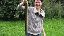 Milgintos žūklės laimikis. Ungurys - 73cm ilgio, pagautas visiskai netikėtai, dienos metu.