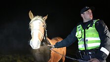 Policininkas padėjo sugauti gyvulius, apdaužiusius &bdquo;Renault&ldquo;