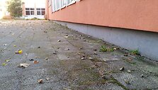 Klaipėdoje masi&scaron;kai žūsta pauk&scaron;čiai.