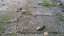 Klaipėdoje masi&scaron;kai žūsta pauk&scaron;čiai.