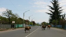 Karvės Gruzijos keliuose