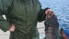 Andriaus vilkžuvė (6 kg)