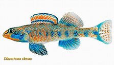Nauja žuvų rū&scaron;is  Etheostoma obama