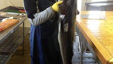 17 kg menkė i&scaron; Norvegijos.