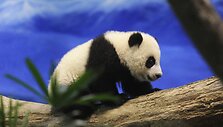 Panda Juan Zai traukia turistus i&scaron; viso pasaulio