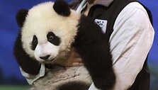 Panda Juan Zai traukia turistus i&scaron; viso pasaulio