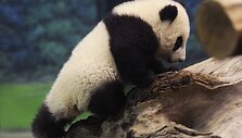 Panda Juan Zai traukia turistus i&scaron; viso pasaulio