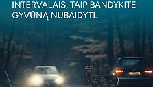 Atsargiai: gyvūnai kelyje