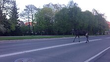 Briedis Klaipėdos gatvėse
