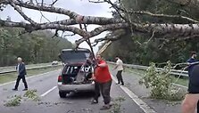 Medžio &scaron;alinimas automagistralėje A1 po audros