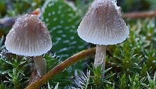 Rudens grožybės skaitytojų nuotraukose: &scaron;alna