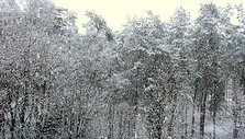 Druskininkuose prisnigo