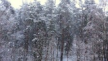 Druskininkuose prisnigo