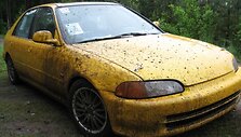 Murzina HONDA