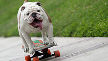 Buldogas Otto