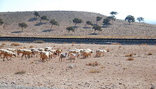Lietuvių kelionė į Tuarego ralį