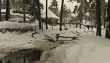 Rygos zoologijos sode sudegė stručiai ir zebrai.