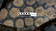 Surastos geriausiai i&scaron;likusios dinozauro liekanos, mokslininkai jį vadina &bdquo;Mona Liza&ldquo;