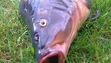 Pauliaus ir Alvydo karpis (4,5 kg)