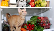 Katės negali misti vien vegetari&scaron;ku maistu.
