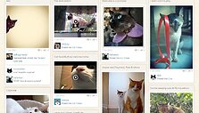 Socialinis tinklas &bdquo;Catmoji&ldquo;
