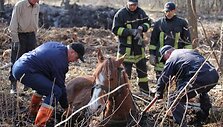 Kumelės gelbėjimo operacija