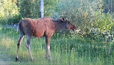 Briedė