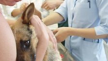 Kalytė Lesė veterinarų globoje