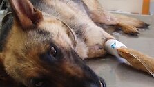 Kai kurie veterinarai net siūlė Lesę užmigdyti.