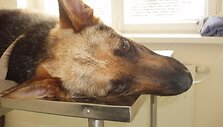 Kalytė Lesė veterinarijos gydykloje
