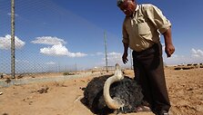 Veterinaras prie gai&scaron;tančio stručio
