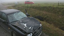Automobilis &bdquo;Audi&ldquo; po susidūrimo su karve