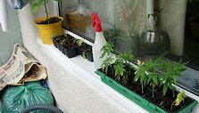 Netradicinės medicinos mėgėjų bute &ndash; kanapių sodinukai, haliucinogeniniai grybai ir psichotropinė mimozos žievė