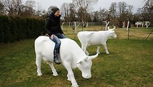 Latvijos menininkė Marite Guscika su projekto karvėmis