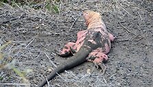 Pirmą kartą mokslininkų pastebėta rožinės spalvos iguana 1986 m.