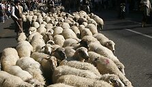 Tvarkingai i&scaron;sirikiavusios avelės žengia pietų link.