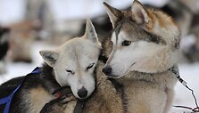 Po įtemptų varžybų sibiro haskis ilsisi pasirėmęs į kitą &scaron;unį